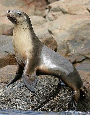 California Sea Lion