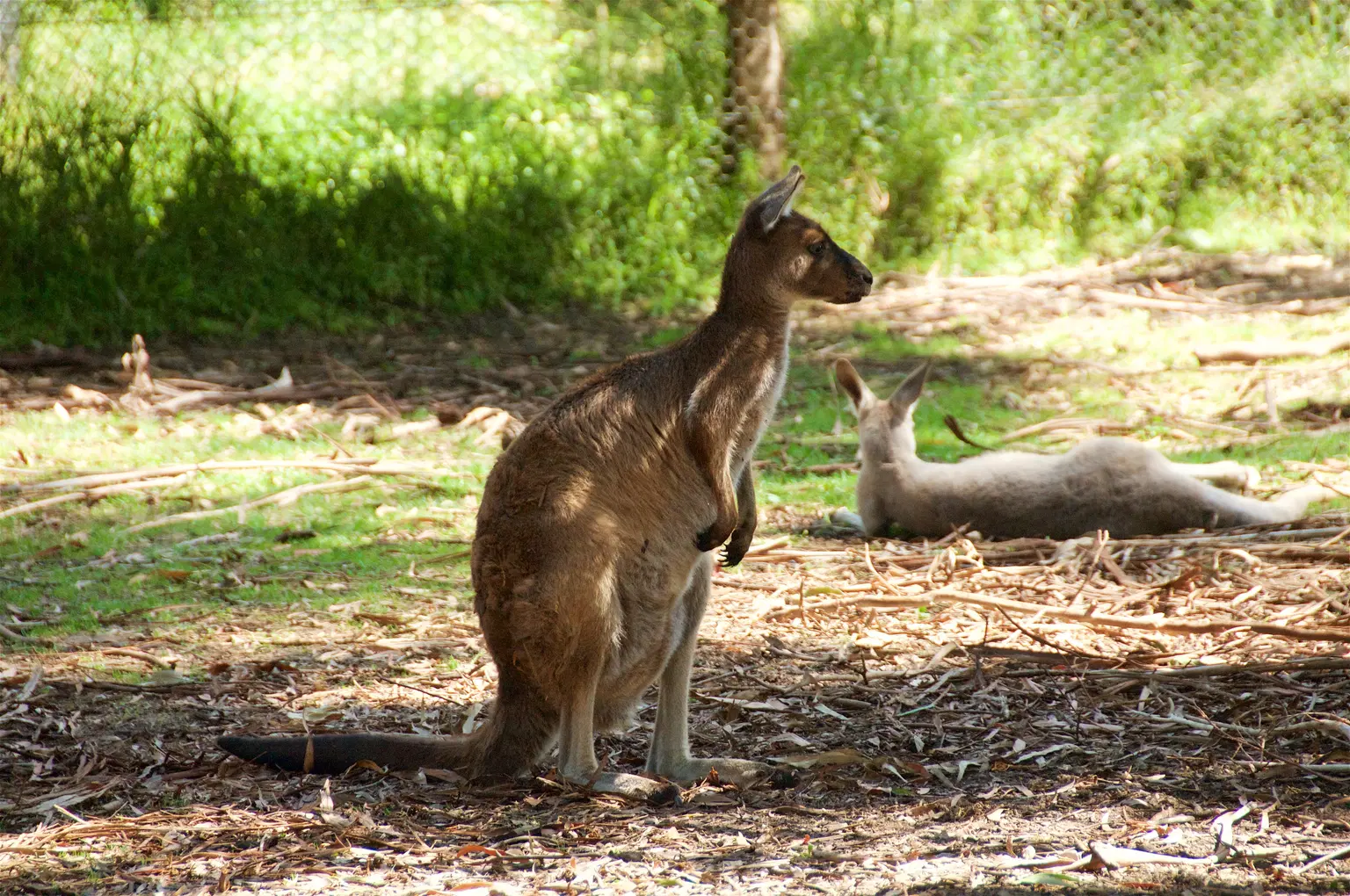 Kangaroo Country