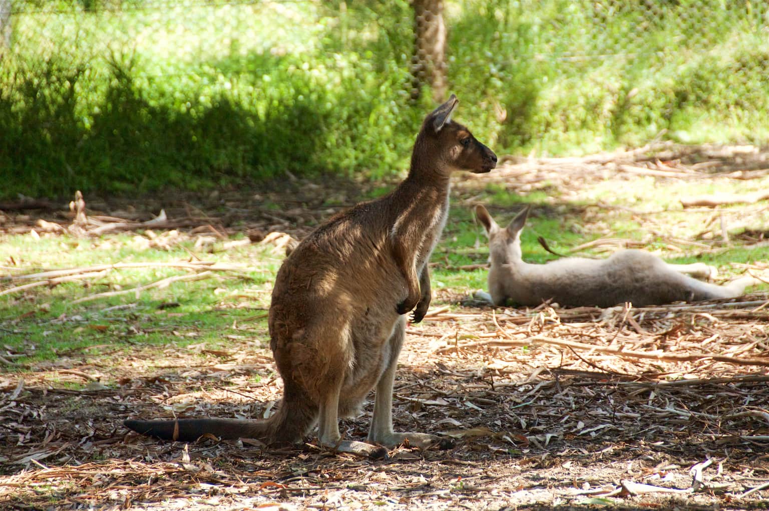 Kangaroo Country