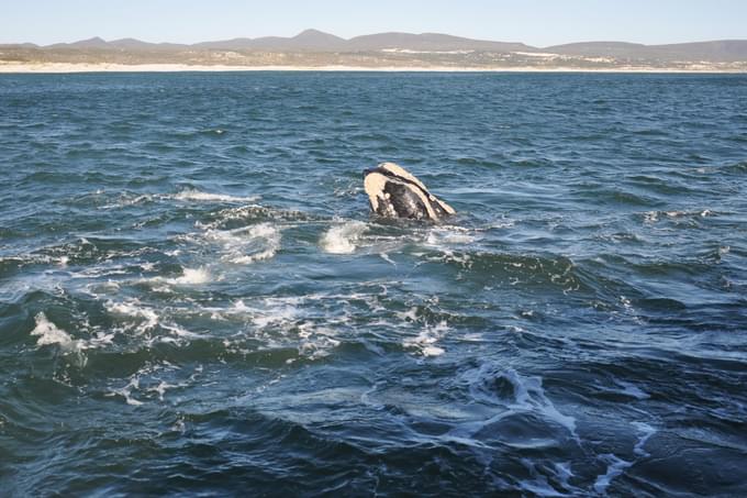 Hermanus Whale Watching