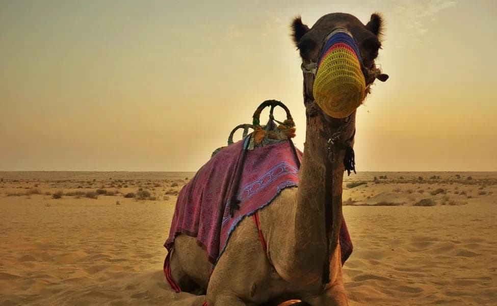 Adventure Activities near Pushkar