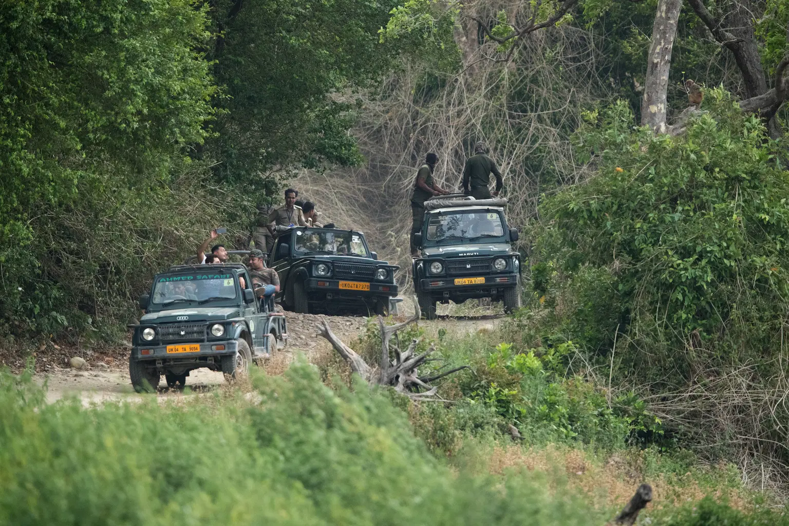 <em>Ranthambore</em> Tour Packages From Kerala 