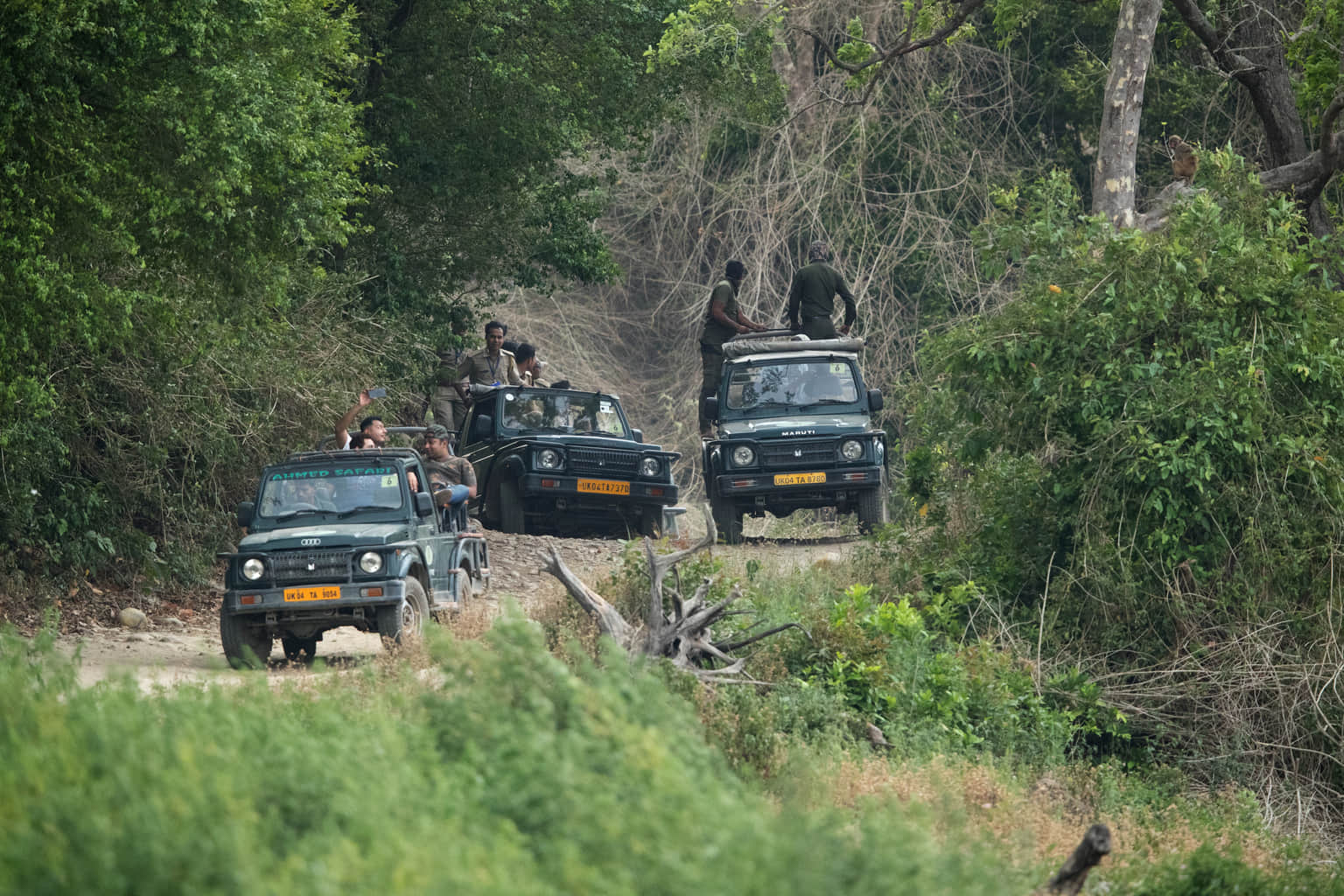 <em>Ranthambore</em> Tour Packages From Vadodara