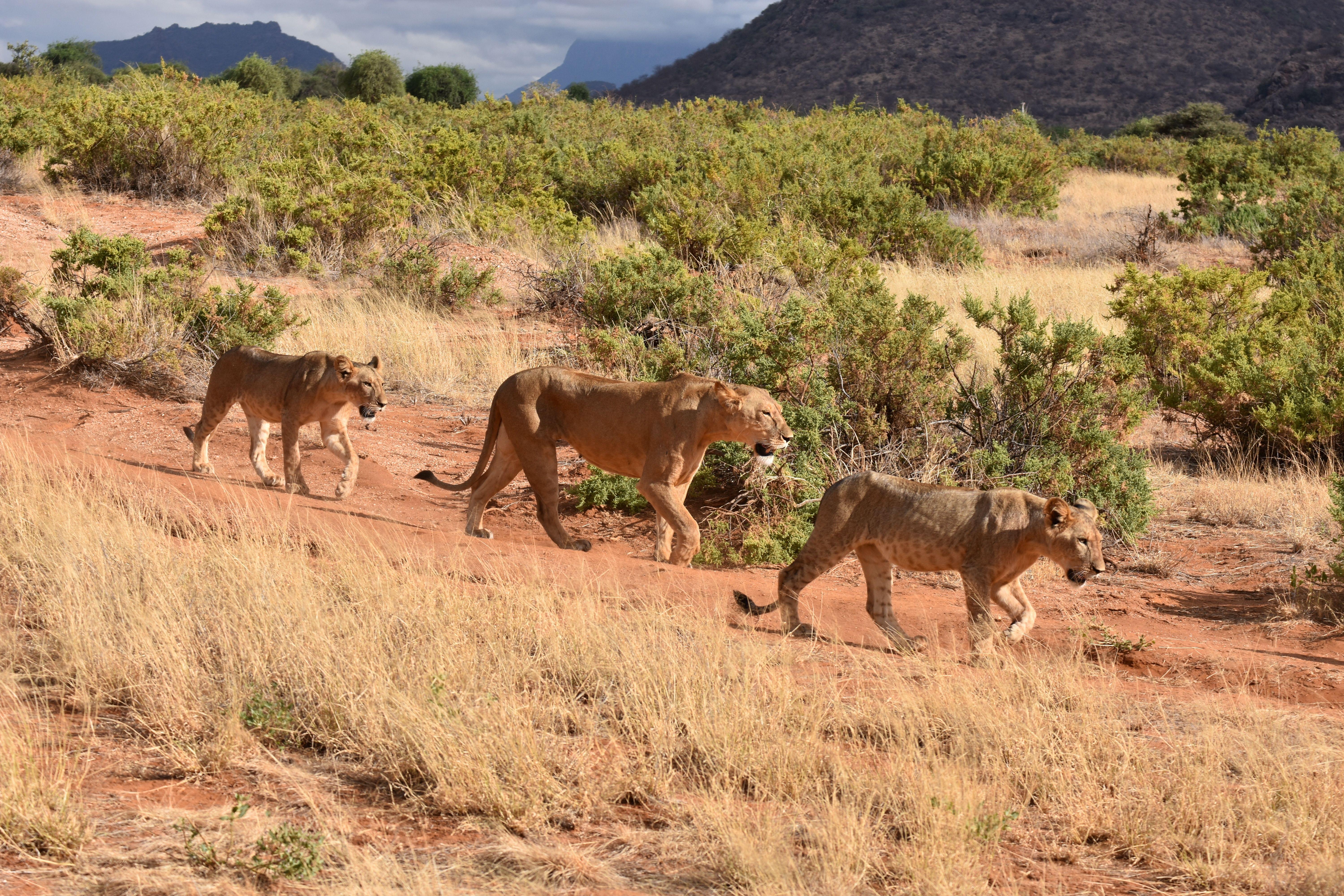 Samburu National Reserve, Kenya