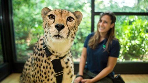 Cheetah at Bronx Zoo