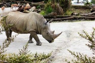 Auckland Zoo