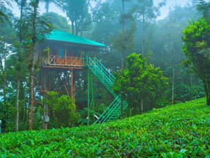 Tree house surrounding by lush green valley