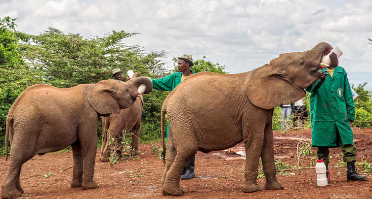 David Sheldrick Wildlife Trust