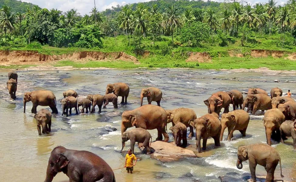 Pinnawala Elephant Orphanage Day Trip from Kandy  Image
