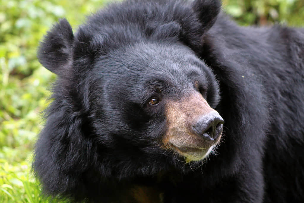 Chail Wildlife Sanctuary, <em>Chail</em>