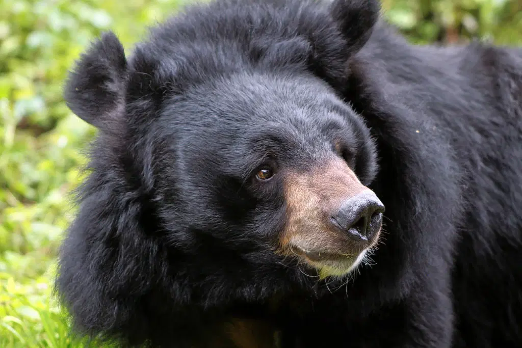 Chail Wildlife Sanctuary