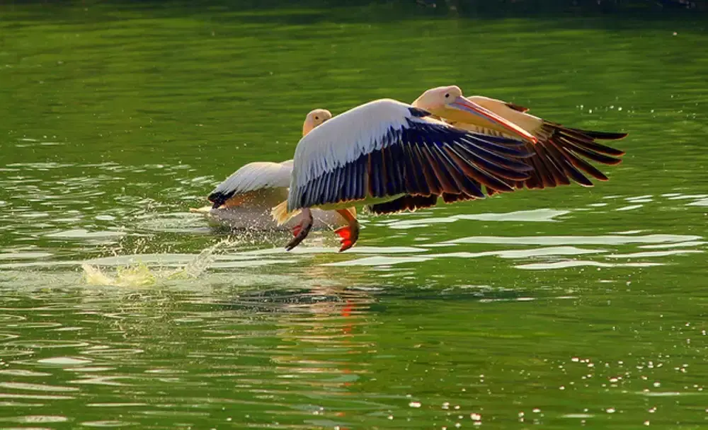 Animals in National Zoological Park