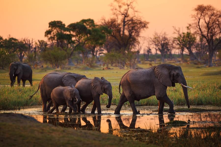 Botswana Honeymoon Safari Image