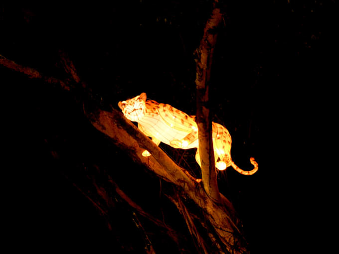 mandai lake road night safari singapore