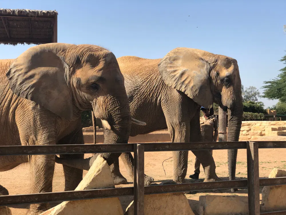 Riyadh Zoo