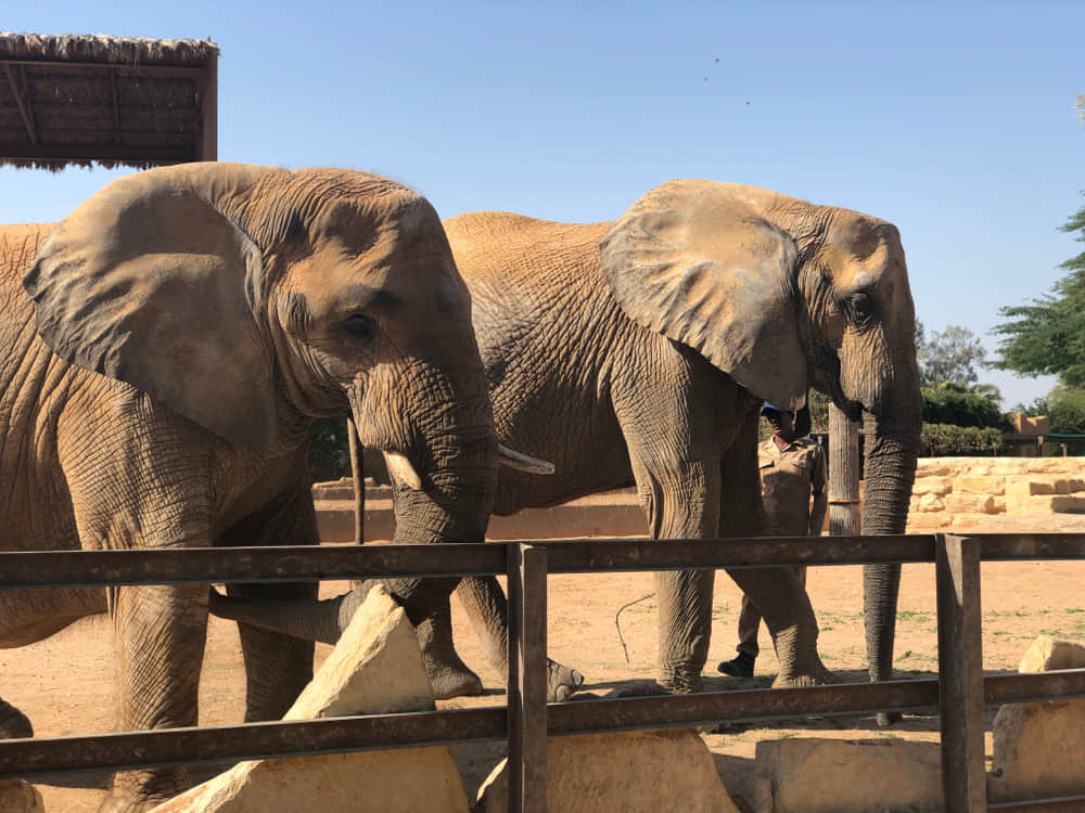 Riyadh Zoo