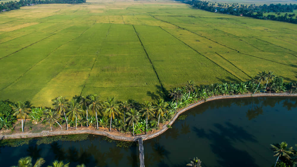 Travel through Kuttanad