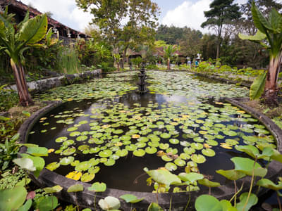 Ponds inside the Bali Birds Park