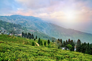 Tea Estate Garden