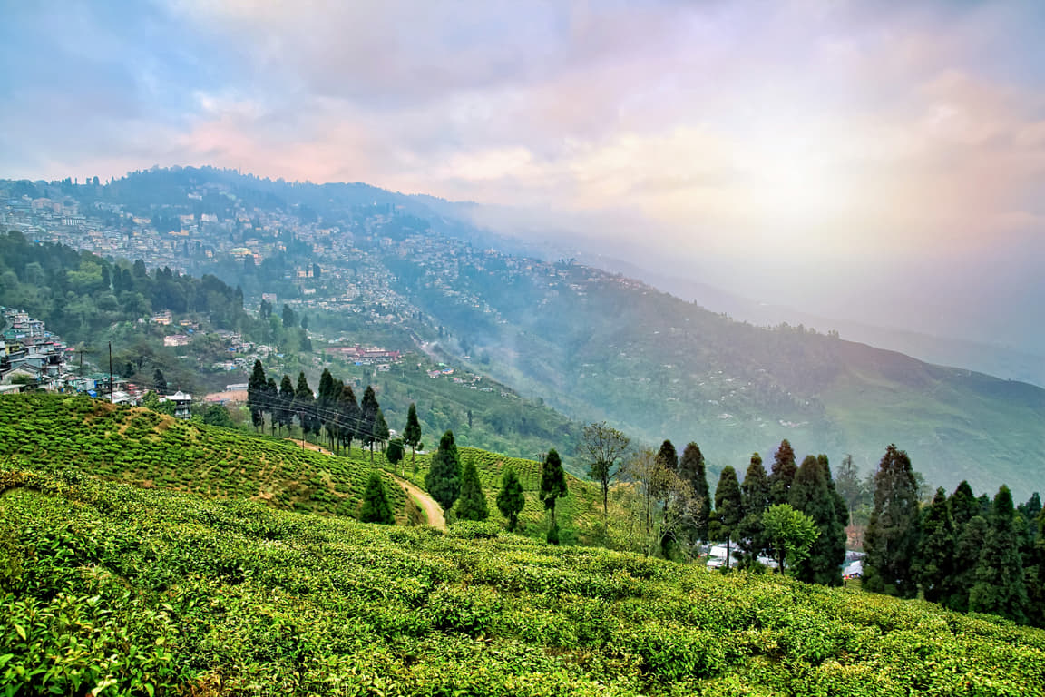 Tea Estate Garden