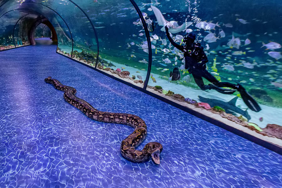 See the Super Snake, a female reticulated python