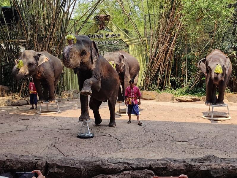 Animal Shows at Safari World
