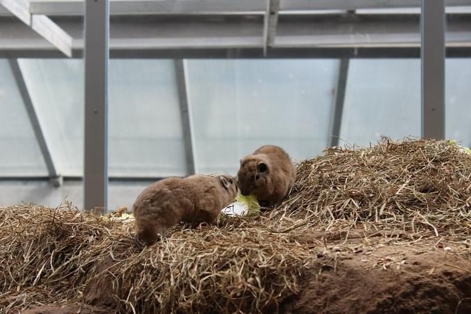 Korkeasaari Zoo