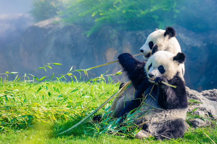 Visit Zoo Atlanta to see twin Panda Brothers