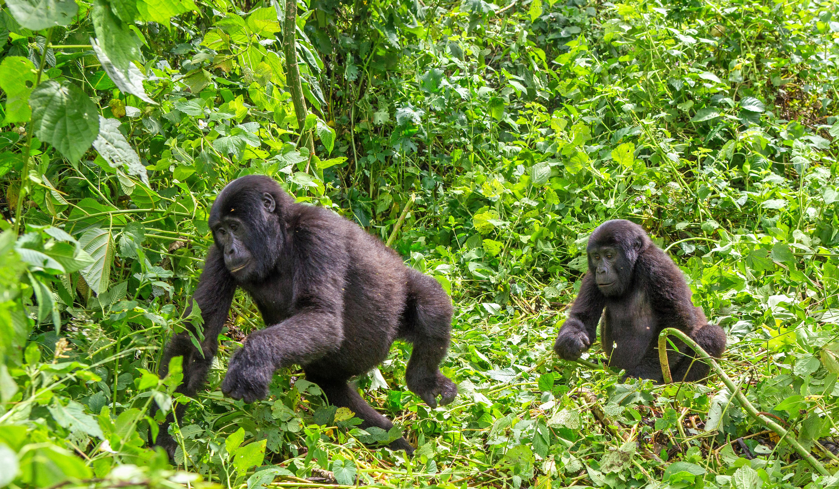 Mgahinga Gorilla National Park Overview