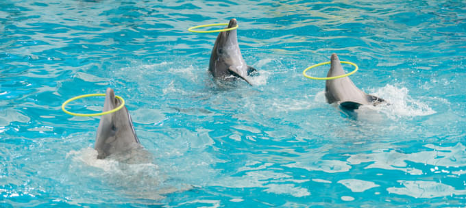 dolphin show in dubai dolphinarium