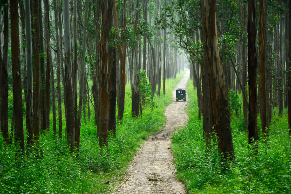 Tholpetty Wildlife Sanctuary