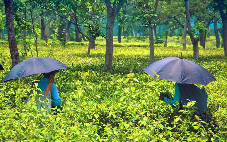 Dooars Tour Package From NJP Image