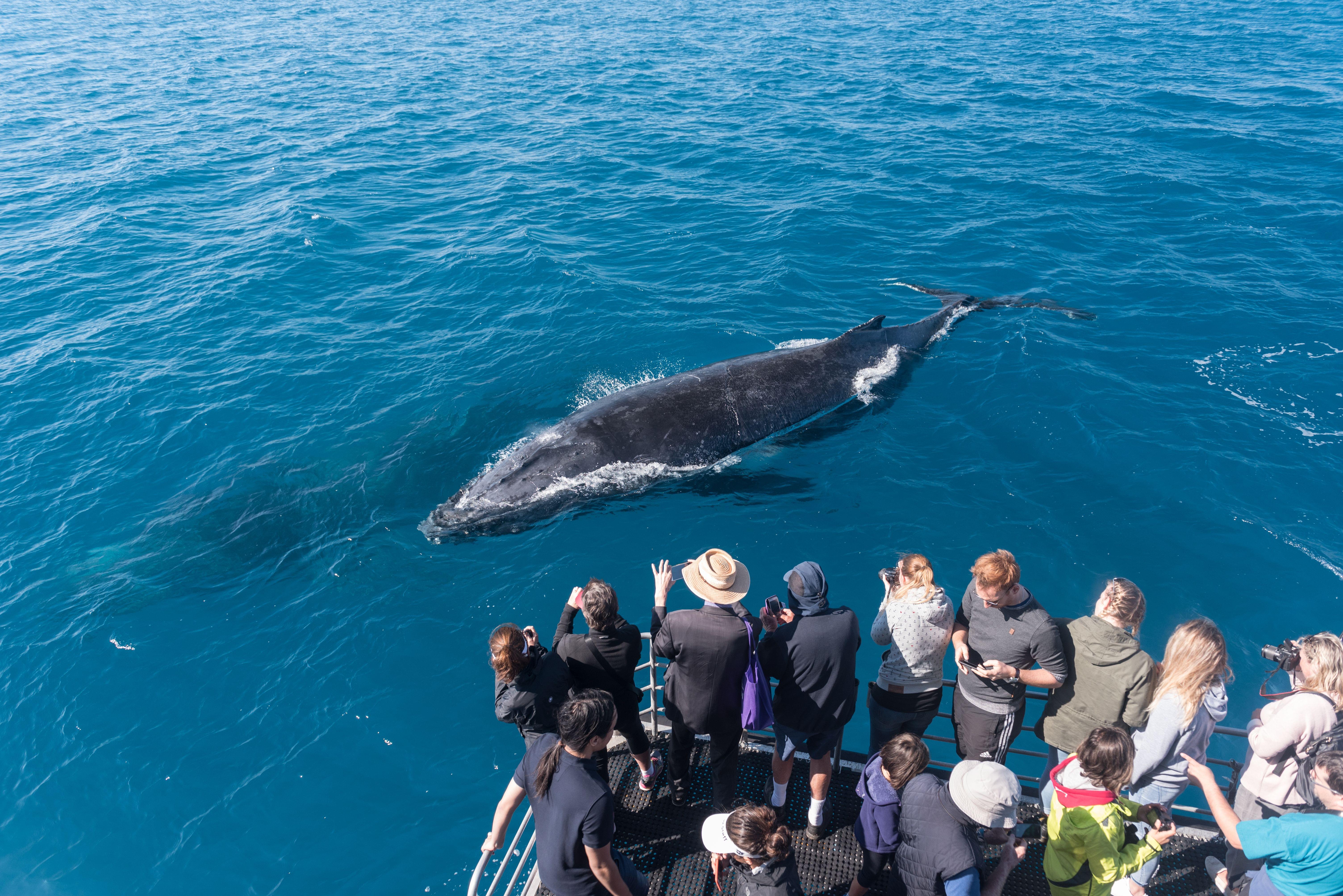 whale watching