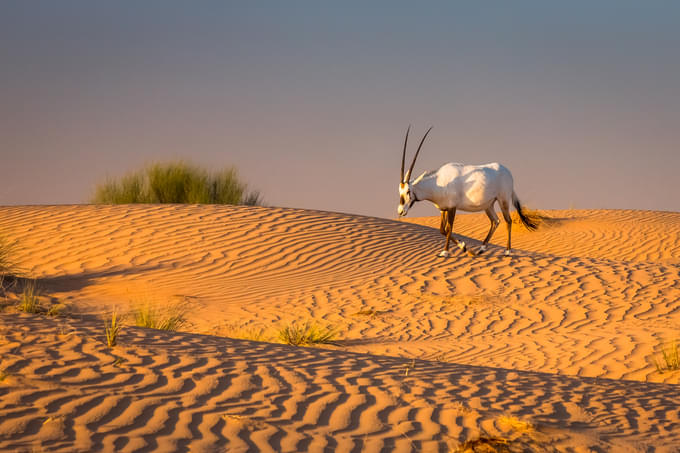 dubai desert conservation reserve