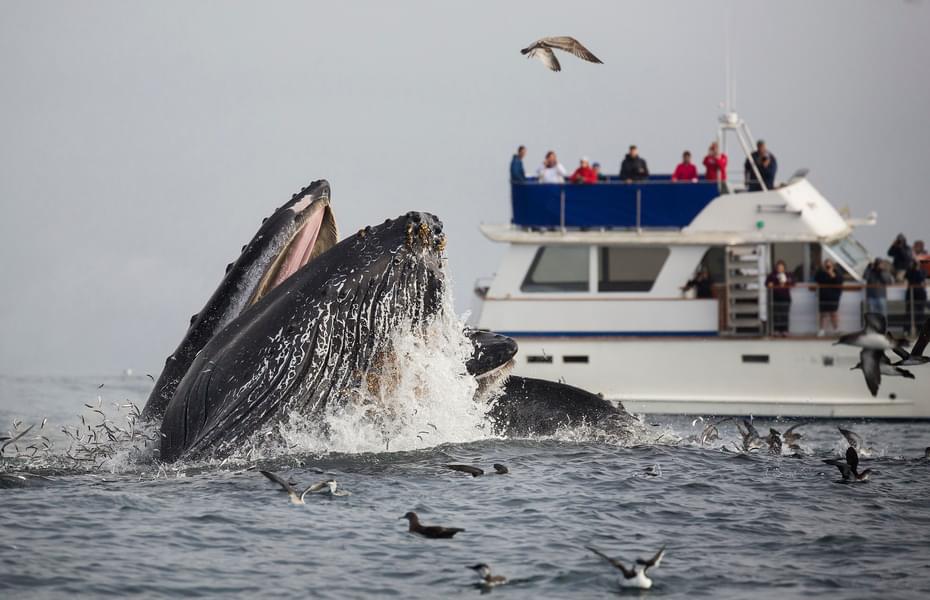 Whale Watching Los Angeles Image