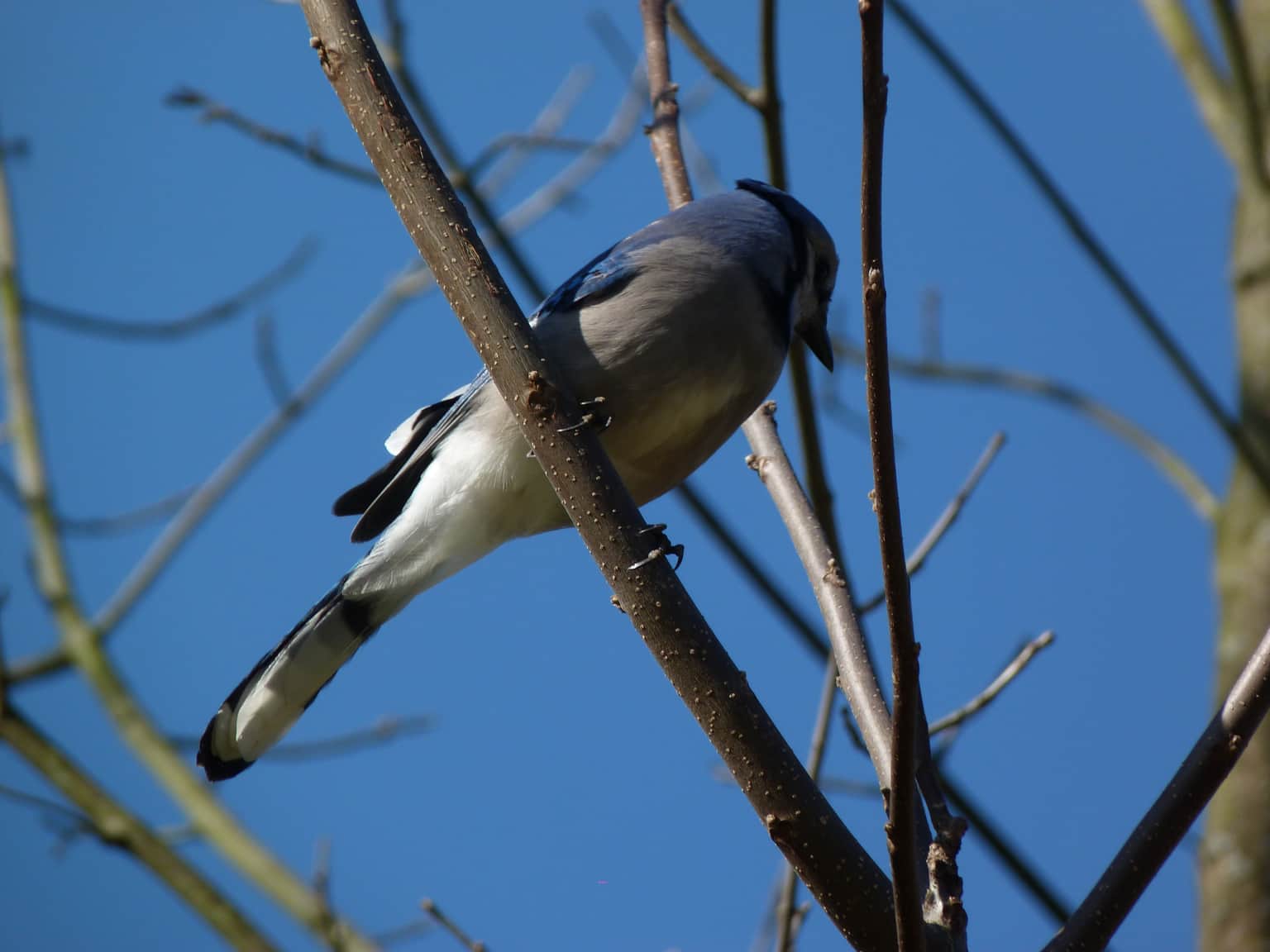 Discover the World of Birdwatching