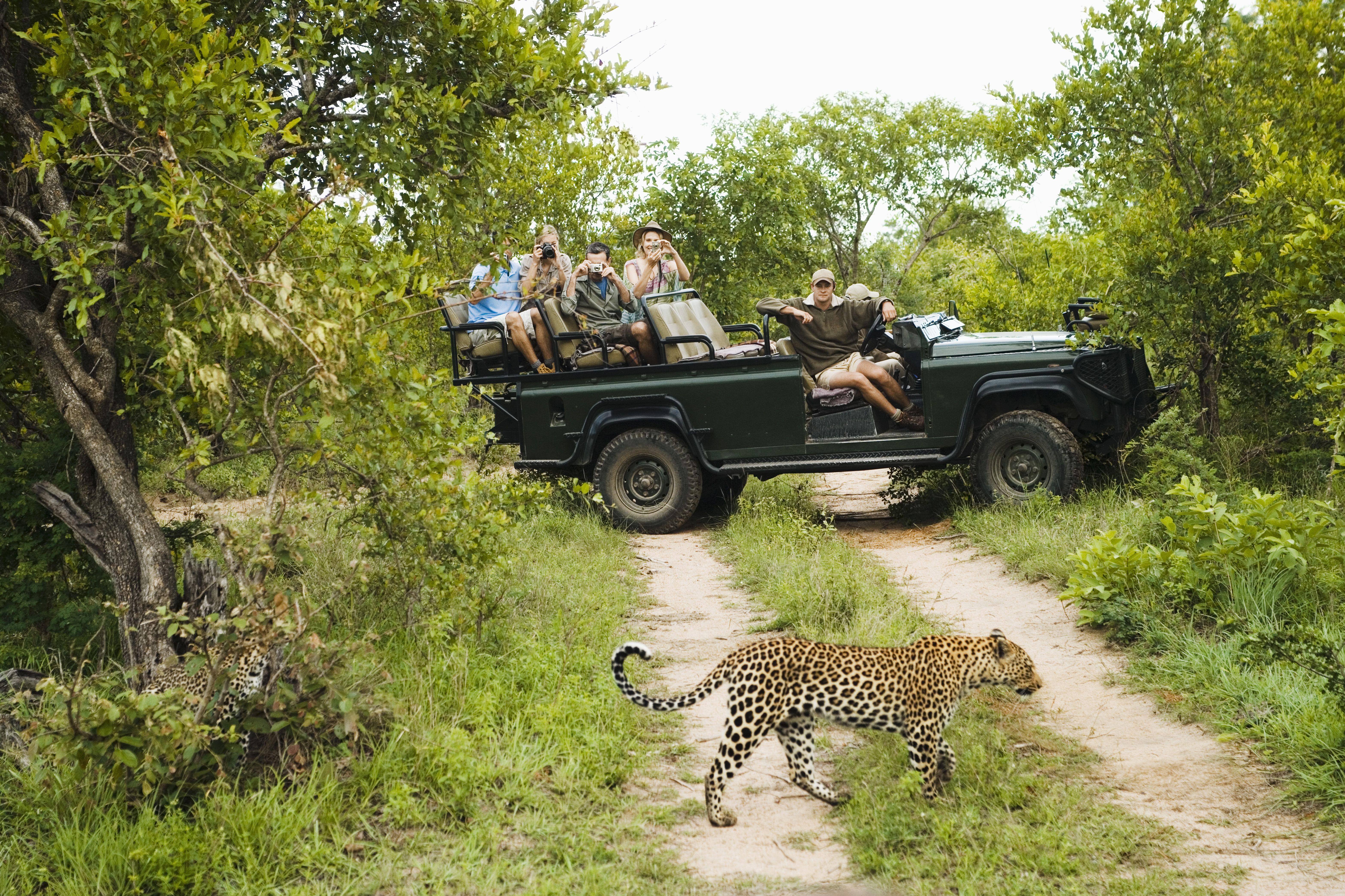South Africa Safari.jpeg