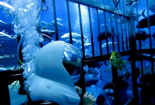 Shark Walker In Dubai Aquarium Image