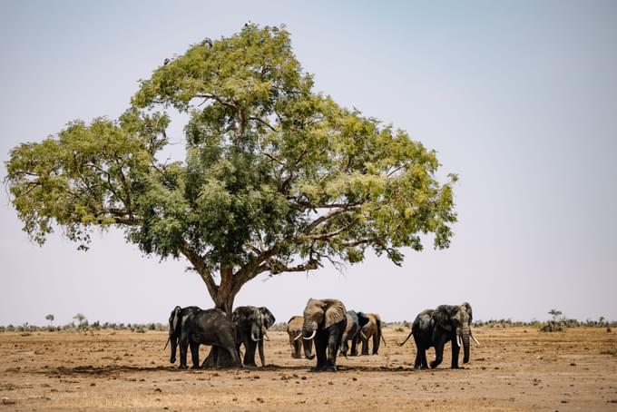 uganda safari