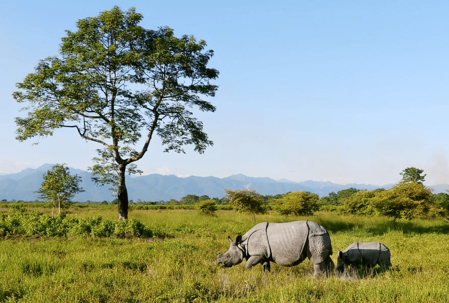 One horned Rhinoceros with baby rhino at Kaziranga 