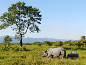 One horned Rhinoceros with baby rhino at Kaziranga 