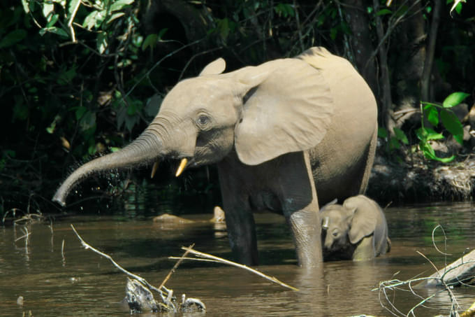 African Elelphants