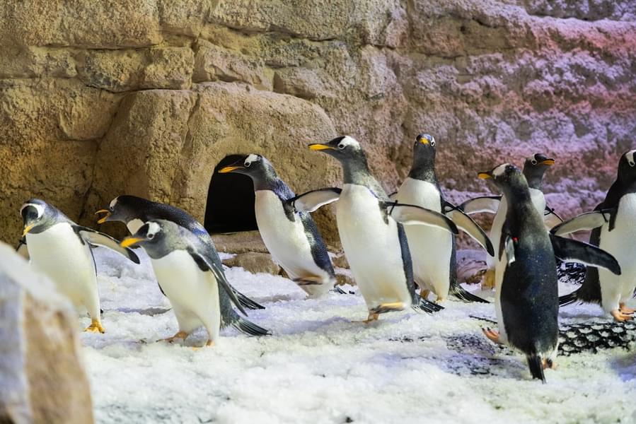 Explore the Penguin Cove in the aquarium