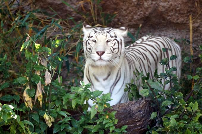 Loro Parque