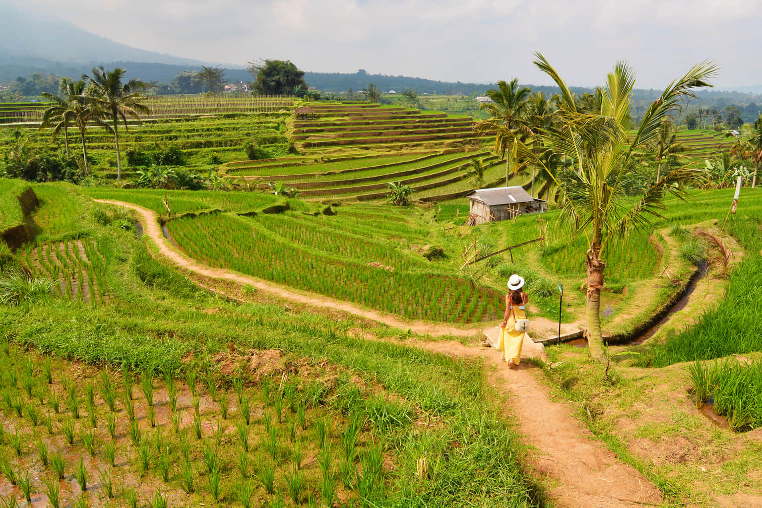 Jatiluwih Green Land, <em>Bali</em>