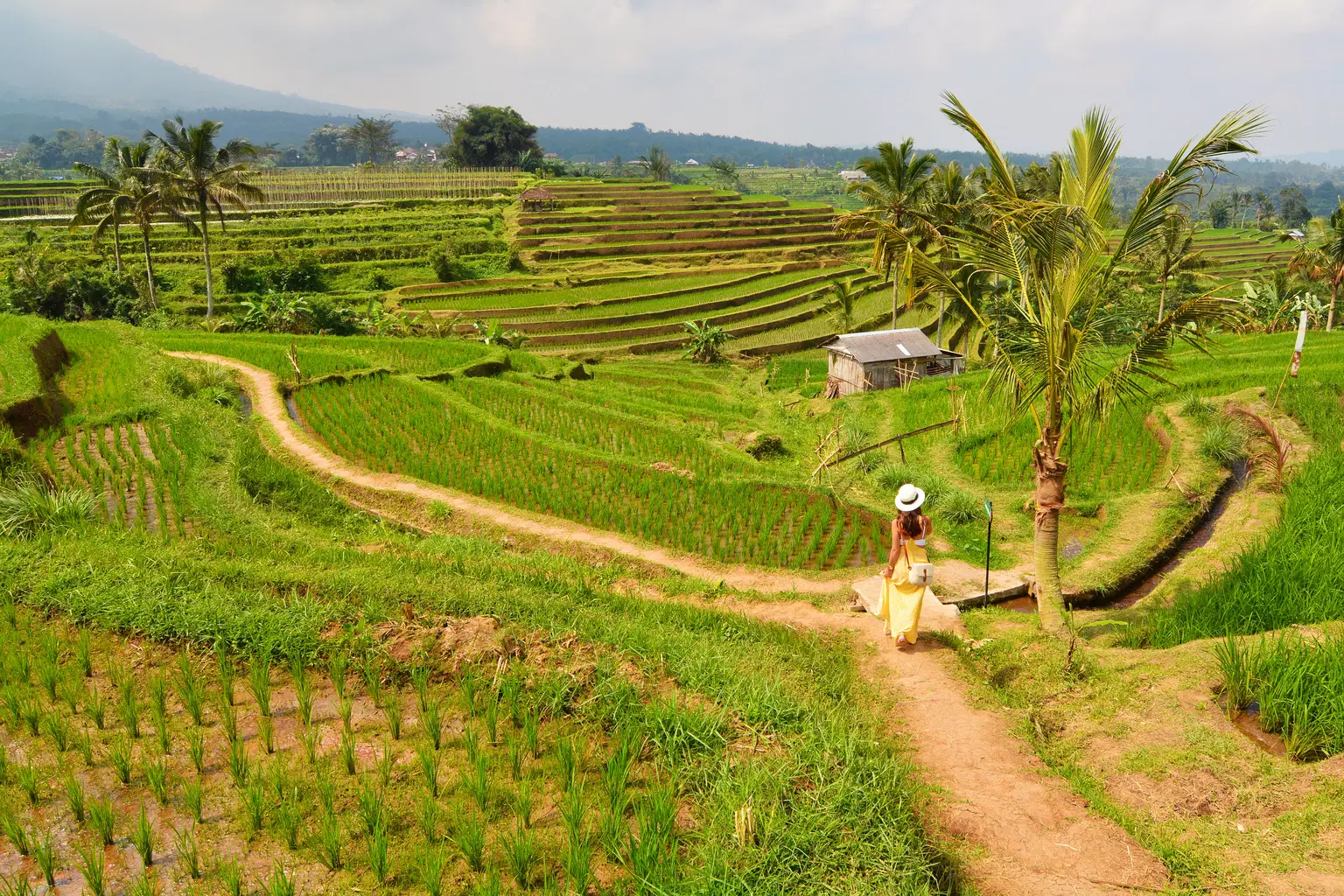 Jatiluwih Green Land