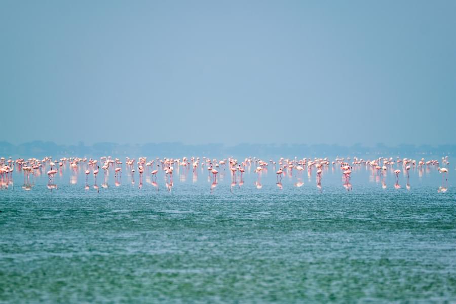 Sambhar Salt Lake Tour From Jaipur Image