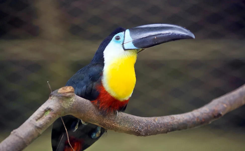 Get a glimpse of the colorful Channel-billed Toucan