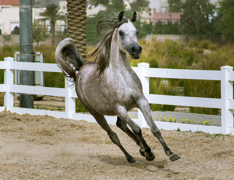 Horse-Riding at Equestrian Club, Taif Image