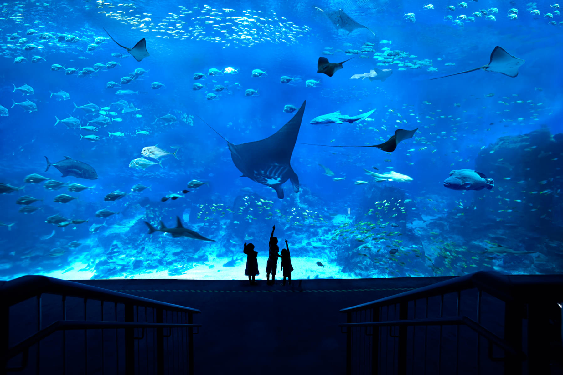 Be amazed by the wonderful Manta rays